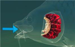 Bộ lọc máy giặt lấy cảm hứng từ cá, có thể loại bỏ 99% vi nhựa